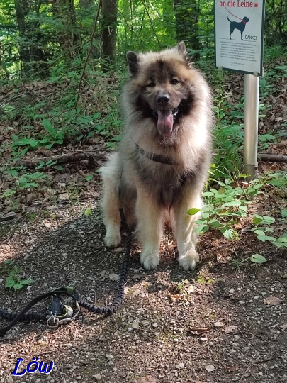 14.7.2024 - Dwix ist beeindruckt vom Hundeschild